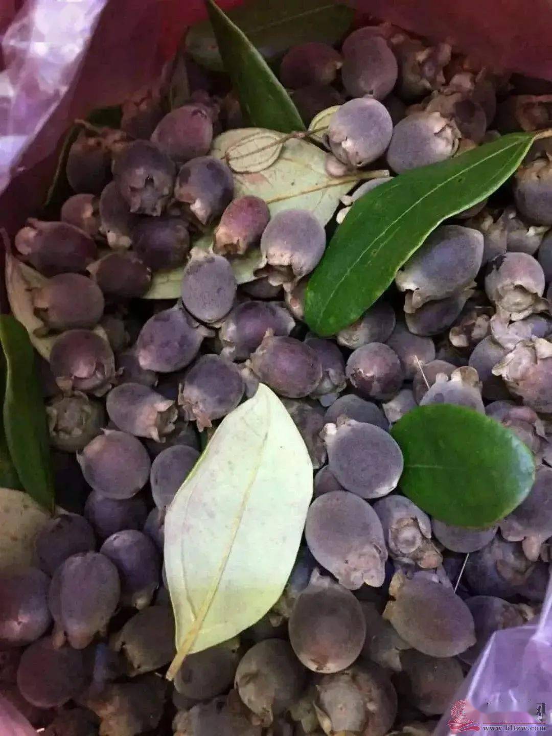 又到稔子成熟季节姑娘子学名叫桃金娘盛产两广北流茂名是姑娘子盛产