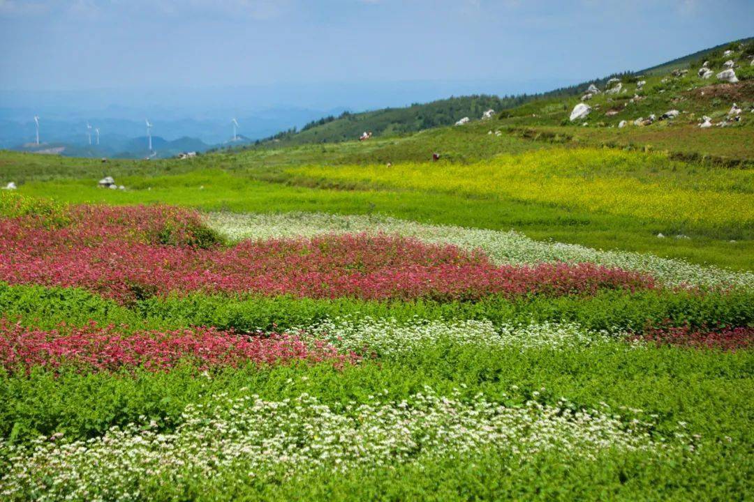 贵州威宁百草坪图片