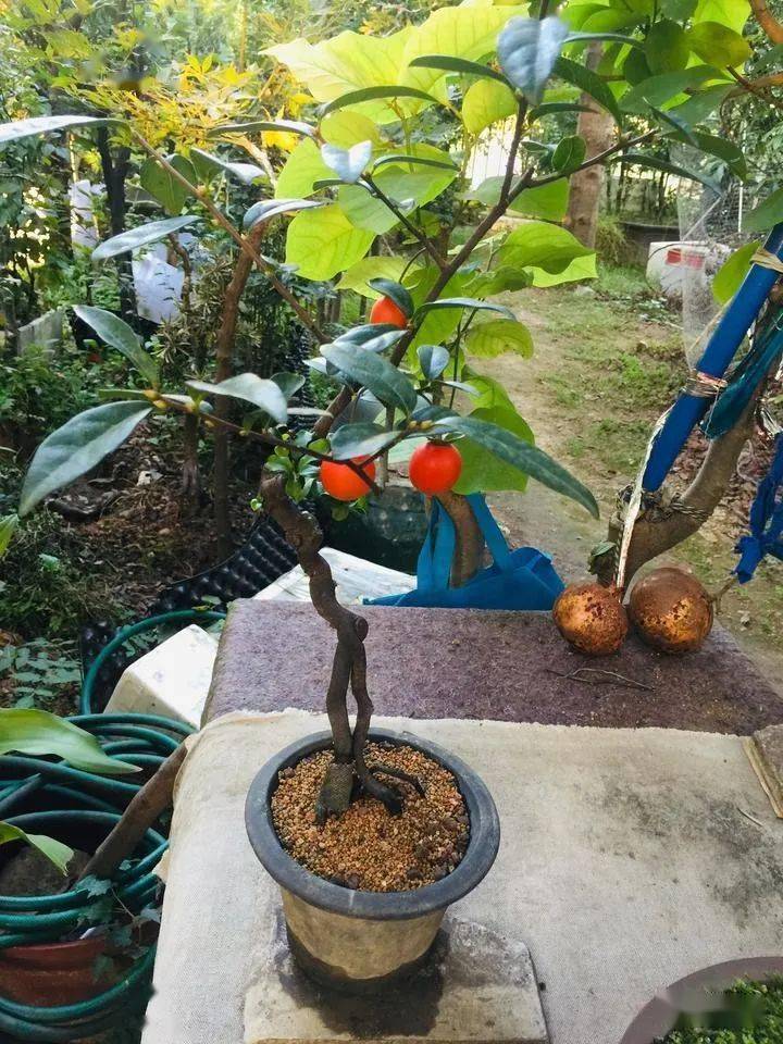 老鸦柿达人的盆景人生_陈克_小苗_来源