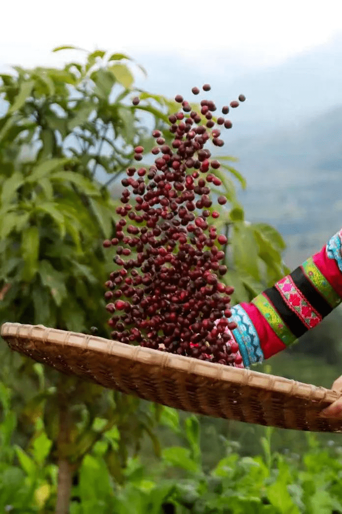科研人员在保山潞江坝试种小颗咖啡.