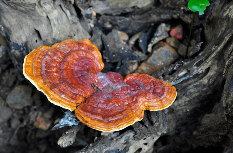 每日物种故事四川灵芝菌盖似贝壳的白腐真菌