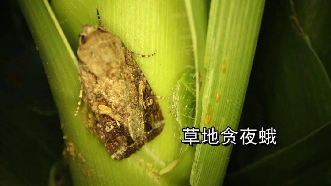 乡村振兴巾帼助农巾帼送科技下乡玉米谨防草地贪夜蛾点
