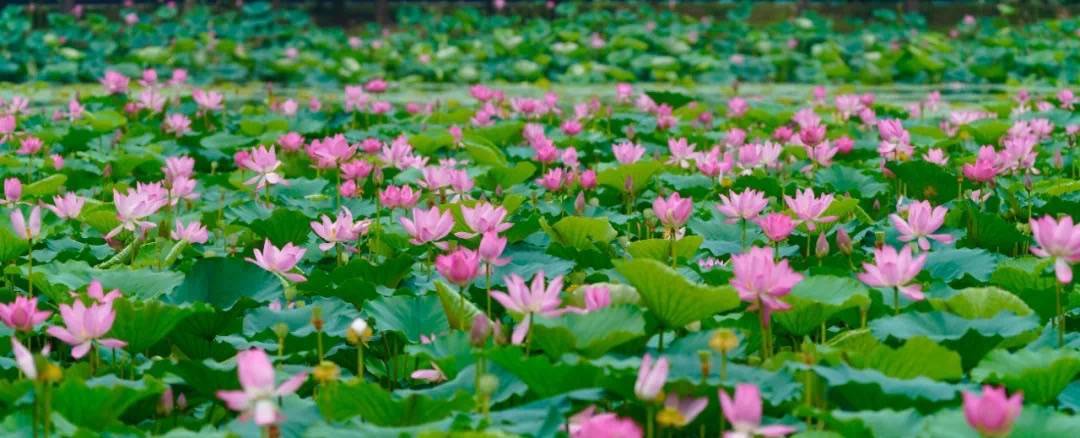 赏花拍照、亲近自然 上海青西郊野公园恢复开放