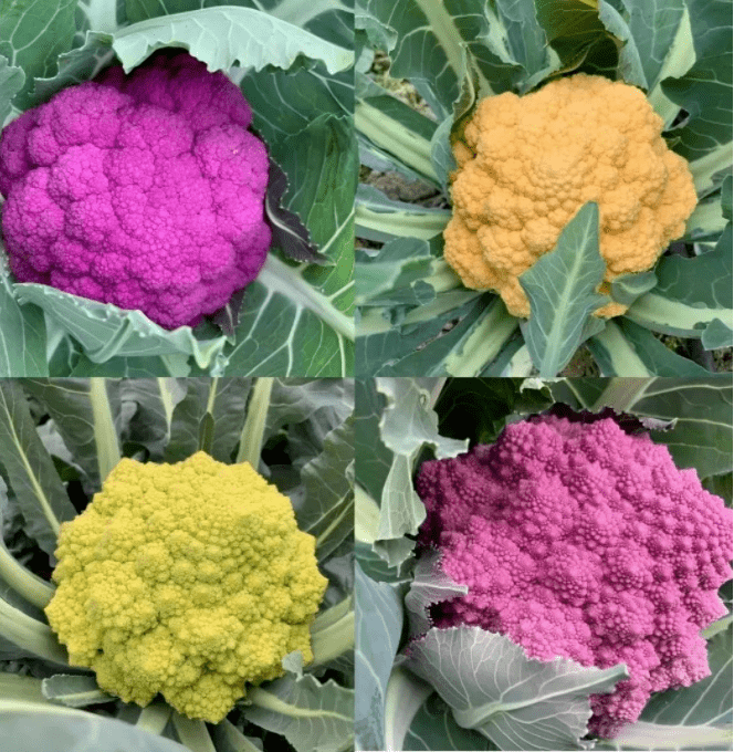 格局花椰菜为十字花科芸苔属一年生植物,又名菜花,花菜,椰花菜,甘蓝花