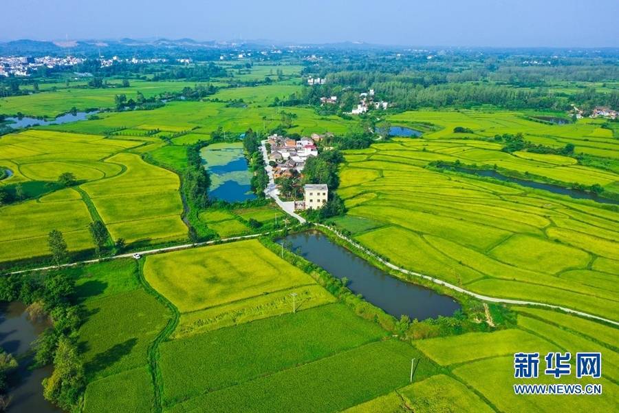 8月2日,河南省信阳市光山县罗陈乡张楼村,夏日的阳光下,稻田,河流与