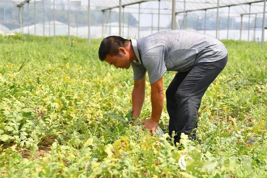 丰城大棚富硒瓜喜获丰收