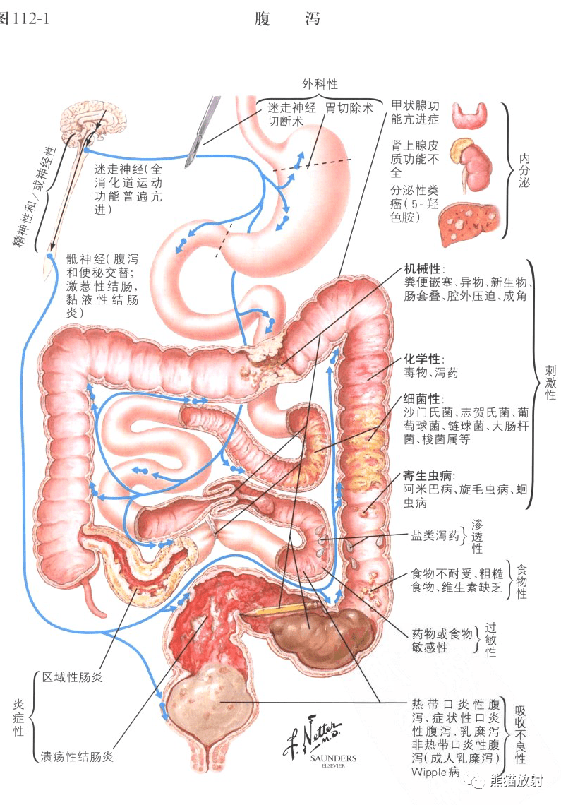 大小肠结构图 分层图片