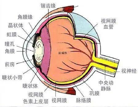 眼球解剖学在视光中的应用(二)_瞳孔_房角_角膜