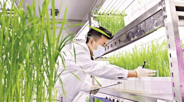 种子是农业的芯片发展育种科技把握种子未来