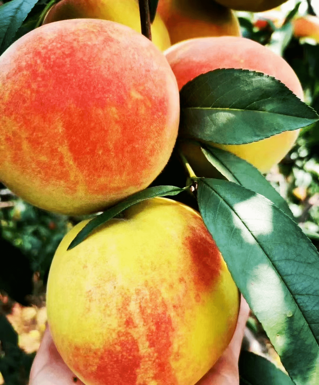 湖南麻阳长寿之乡黄桃产地直销欢迎在线购买