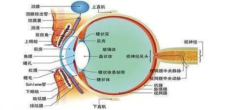 眼球解剖學在視光中的應用 (一)_屈光_角膜_患者