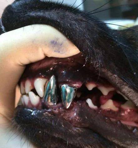 美国警犬装的钛合金狗牙,一颗抵我三个月的生活费_犬齿_牙齿_训练