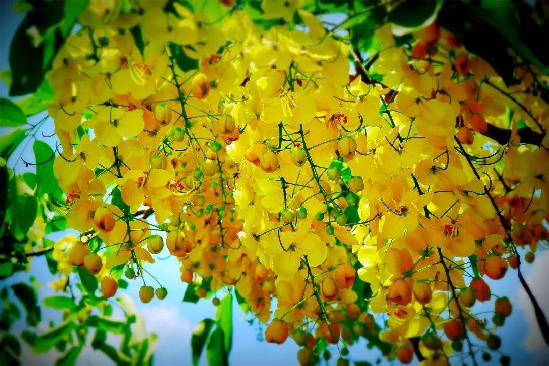 腊肠树花开，天河公园飘洒“黄金雨”