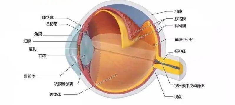 眼前节位置图片图片