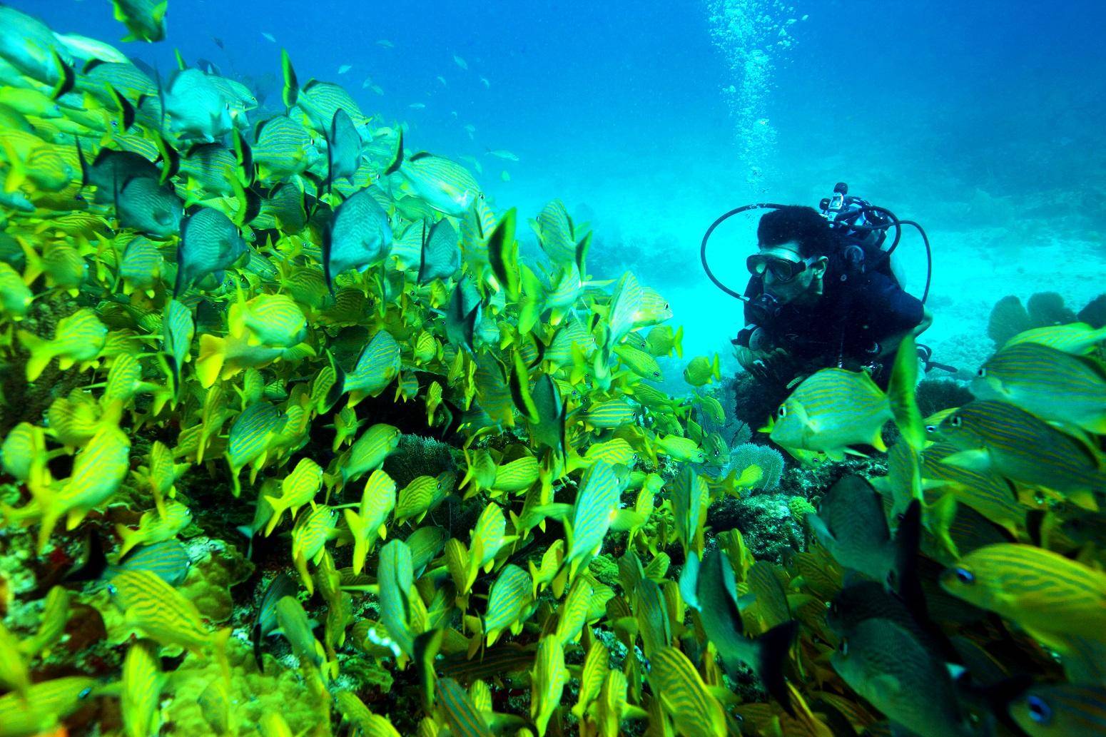 加勒比海多地马尾藻成灾 环境恶化 暂缓旅游