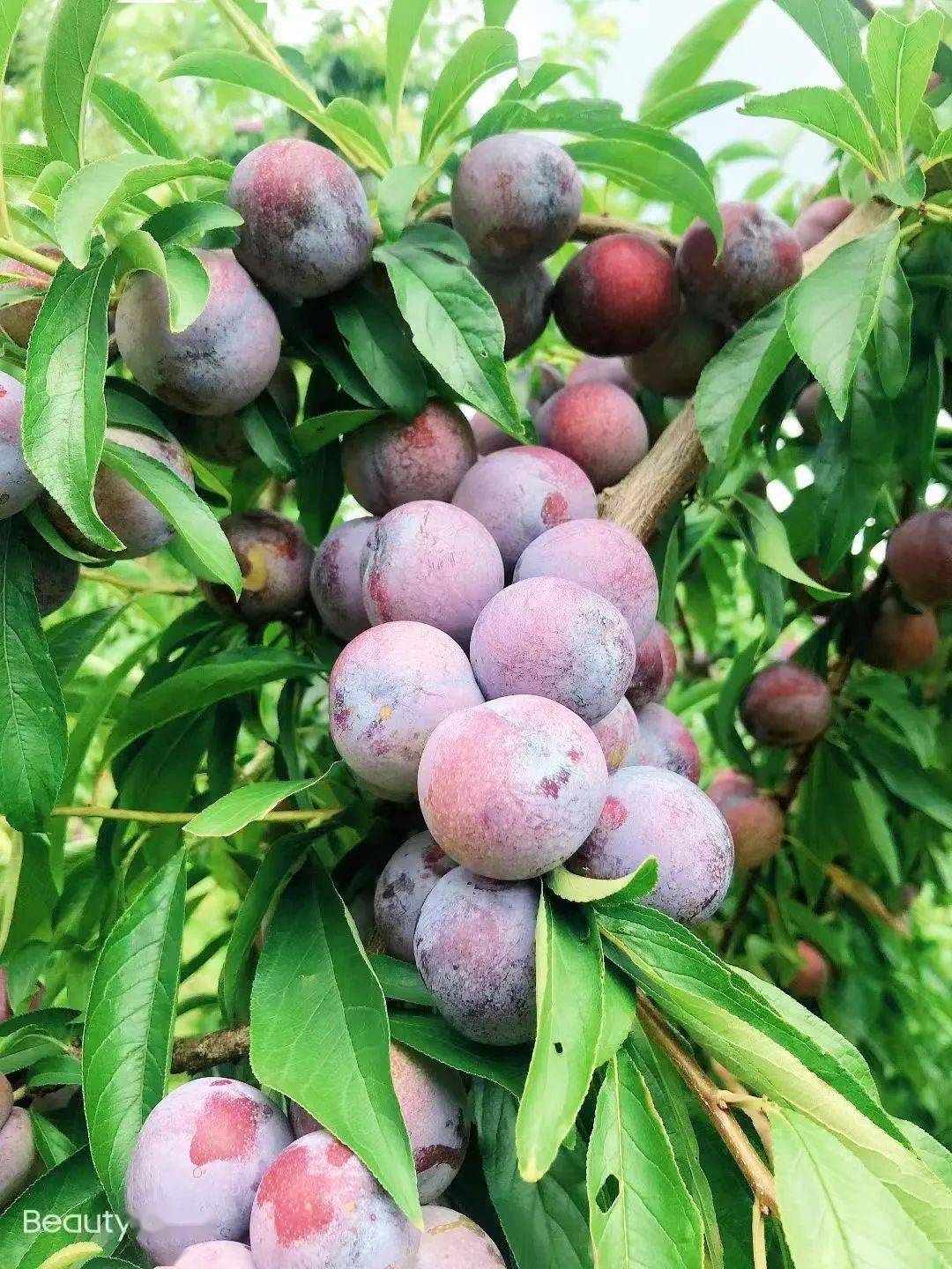 近年来,龙滩珍珠李产业不断发展壮大,已发展成为广西新兴特色优势水果