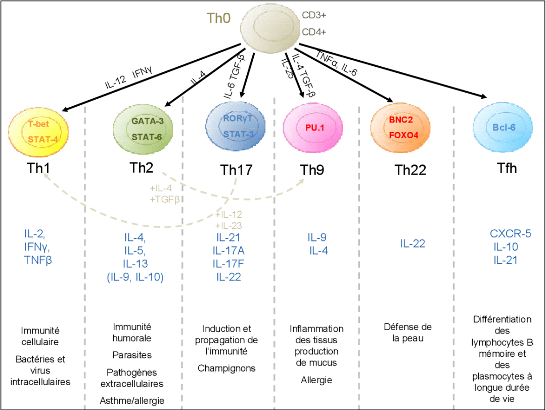 人人学懂免疫学第二十二期:细胞因子与th1细胞_信息_树突状_信号系统