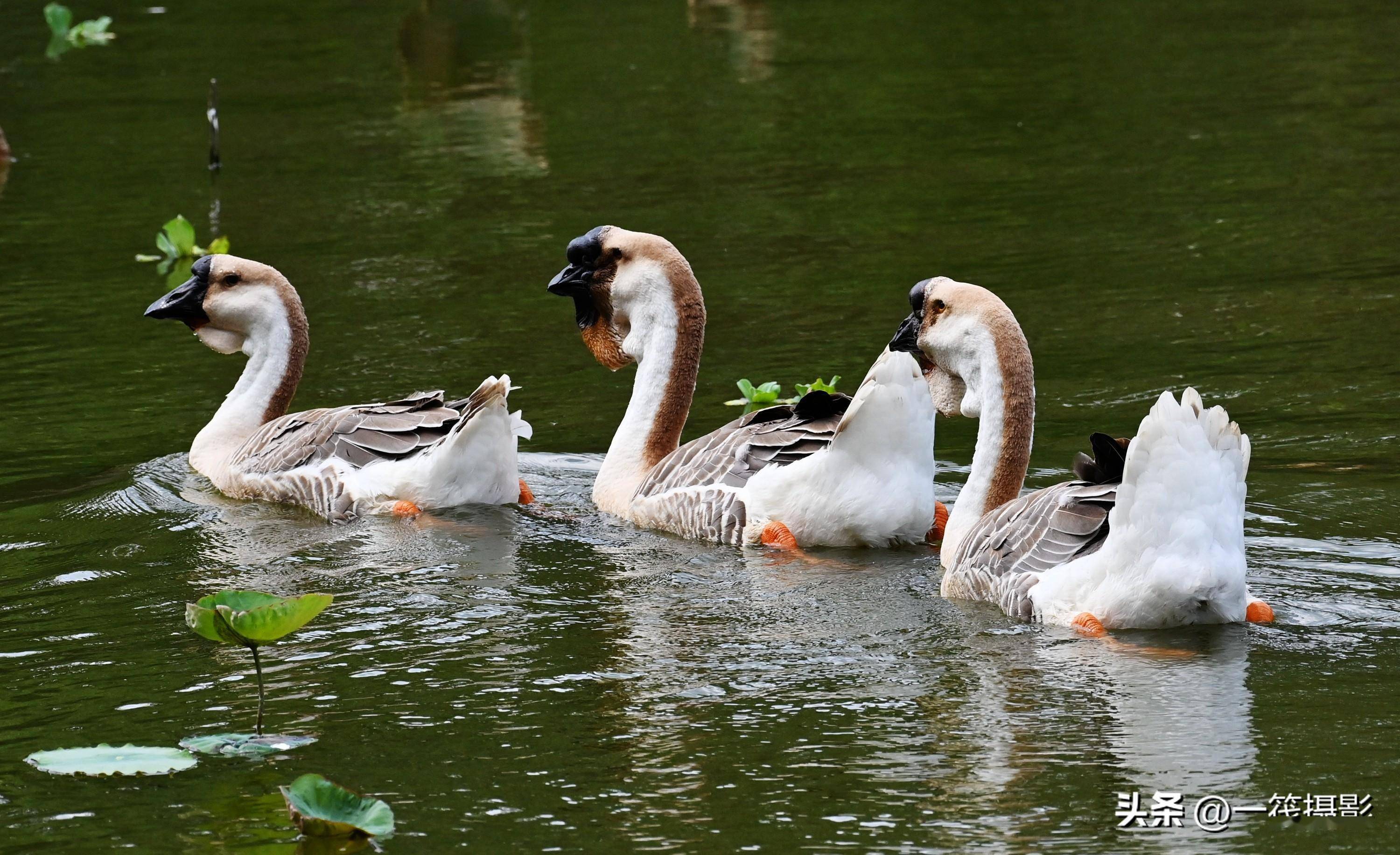 狮头鹅的风采_潮汕_肉质_名菜