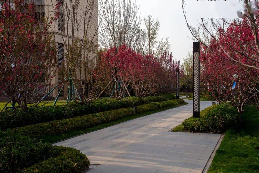 干货丨园路中的那些列植设计