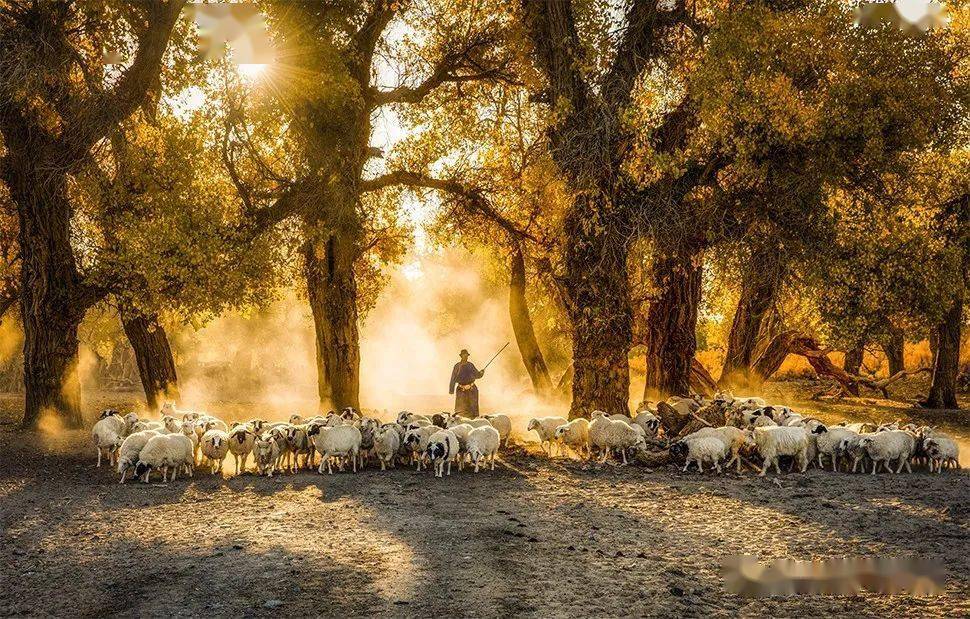 《胡杨林中的牧羊人》陈南生 摄《峡口古城》骆雅琴 摄《锁控金川》