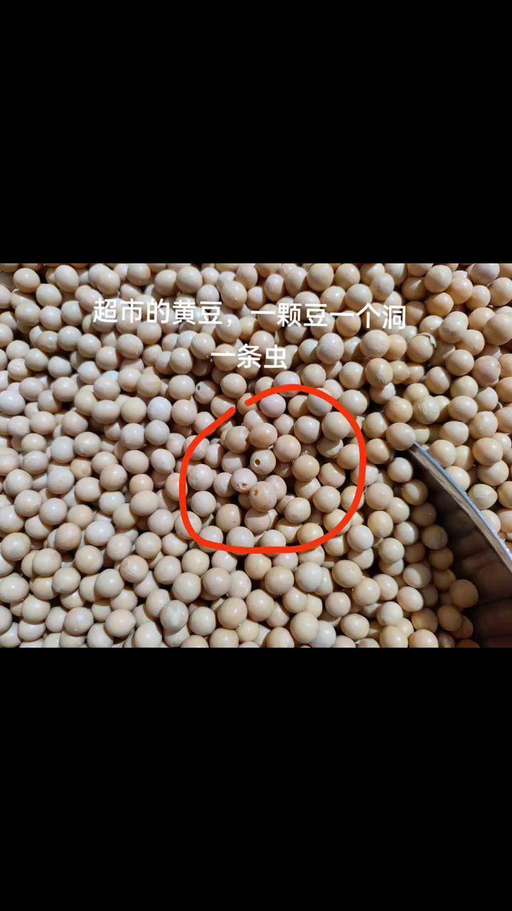 黄豆生虫子图片