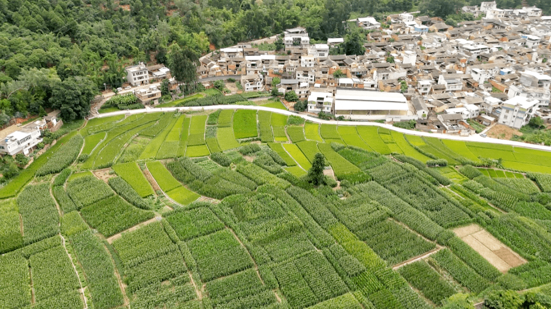 宝秀镇:调结构 优布局 助推现代农业绿色发展_种植_石屏县_蔬菜