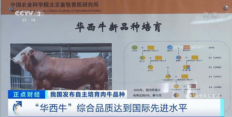 我国发布自主培育肉牛品种:华西牛