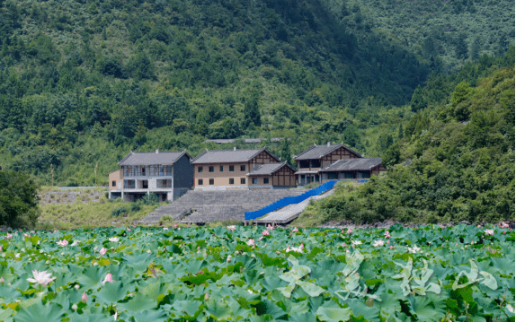 连日来,独山县下司镇,宽阔的湖面上荷叶接天碧日,一朵朵白色的,粉色的