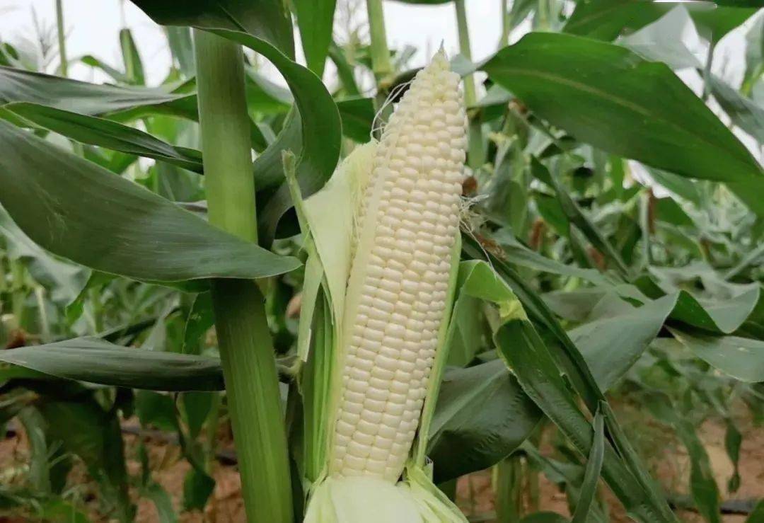 冰糖一般的牛奶水果玉米,营养丰富,一口下去爆浆,甜的不要不要的!