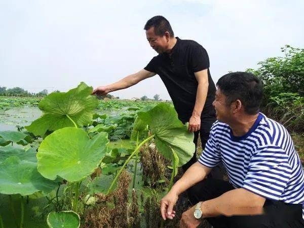 【湖乡楷模】草帽老王:揣着药片下田插秧_朱湖农场_王向阳_农业