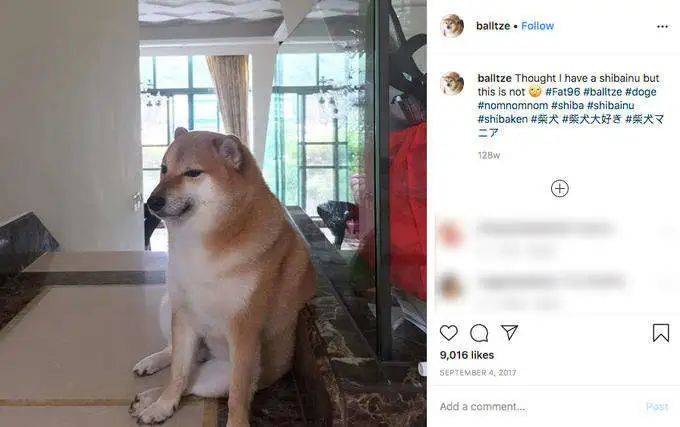 这张"世界名画"——波波蹲坐在台阶上,露出蒙娜丽莎般若有似无的微笑