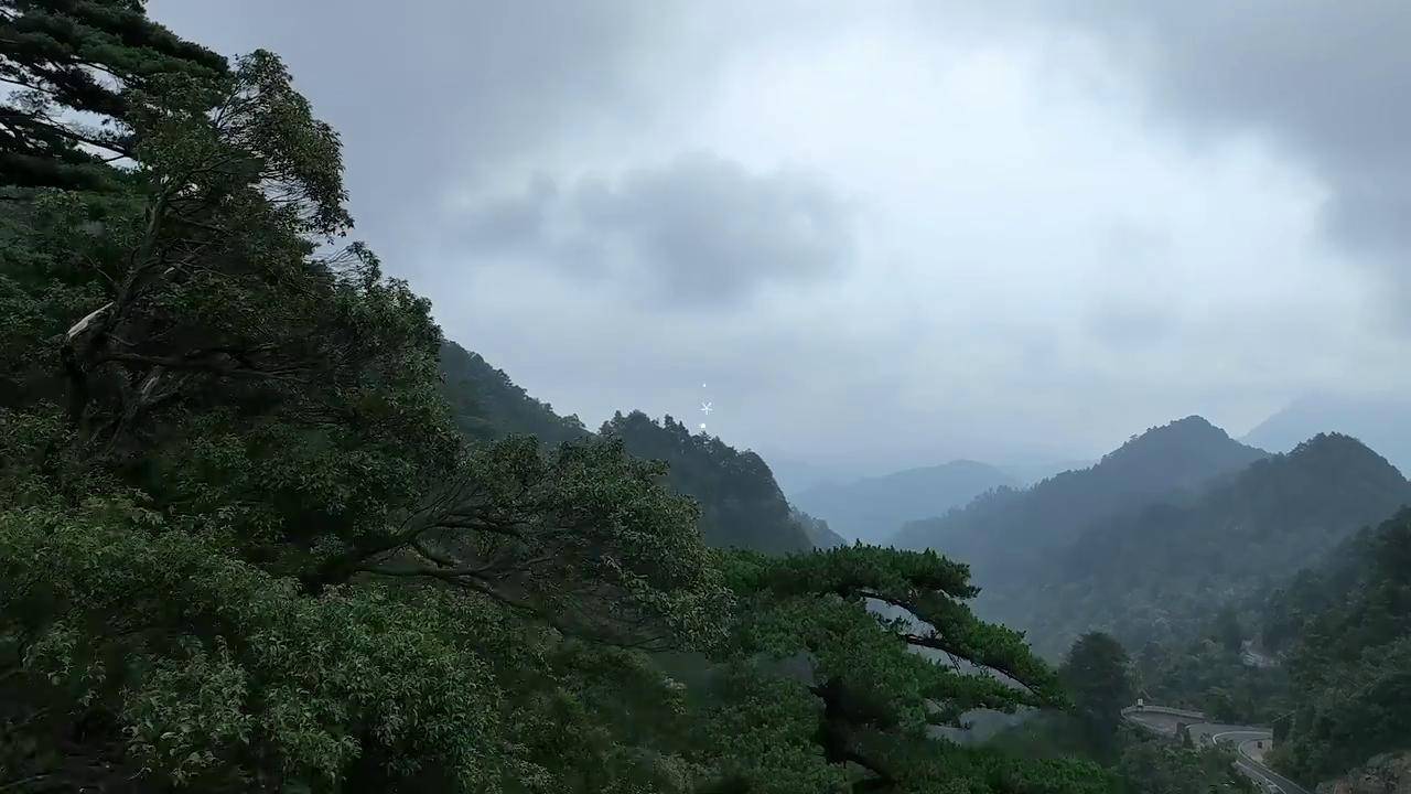 南岭避暑地藏着超大原始森林,这种"广东松"冬天会变蓝