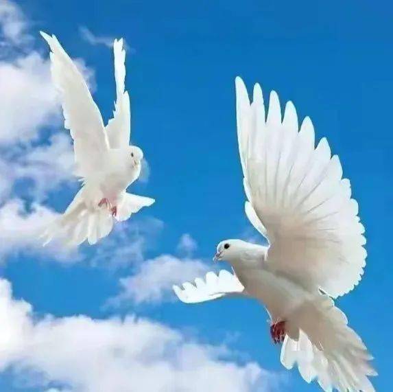 朗诵| 永生的和平鸽_鸽子_湖北省_天空