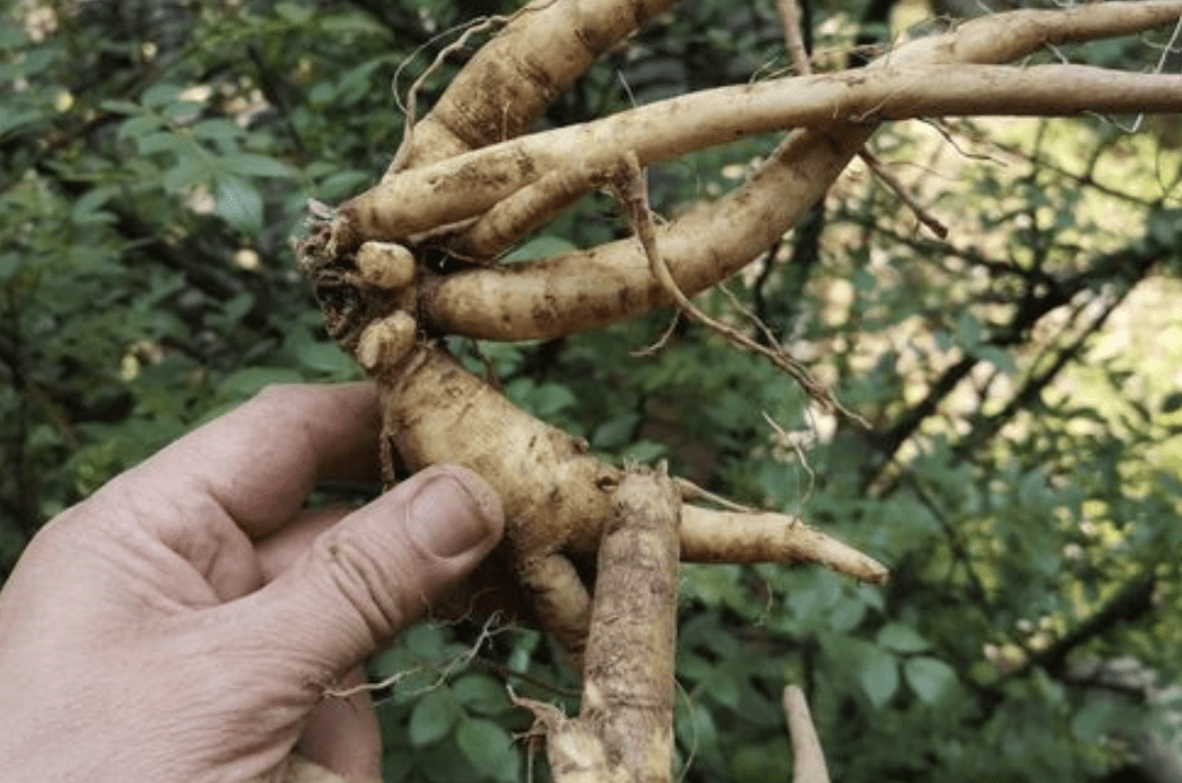3,繁殖:一般我会用扦插的方式来繁殖接骨草,选用20