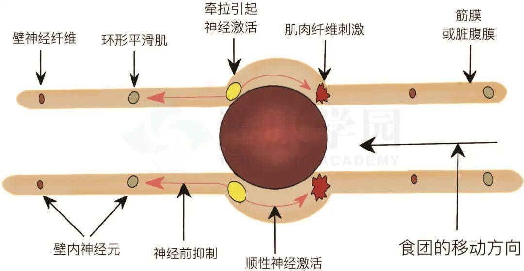 腔肠动物运动方式图片