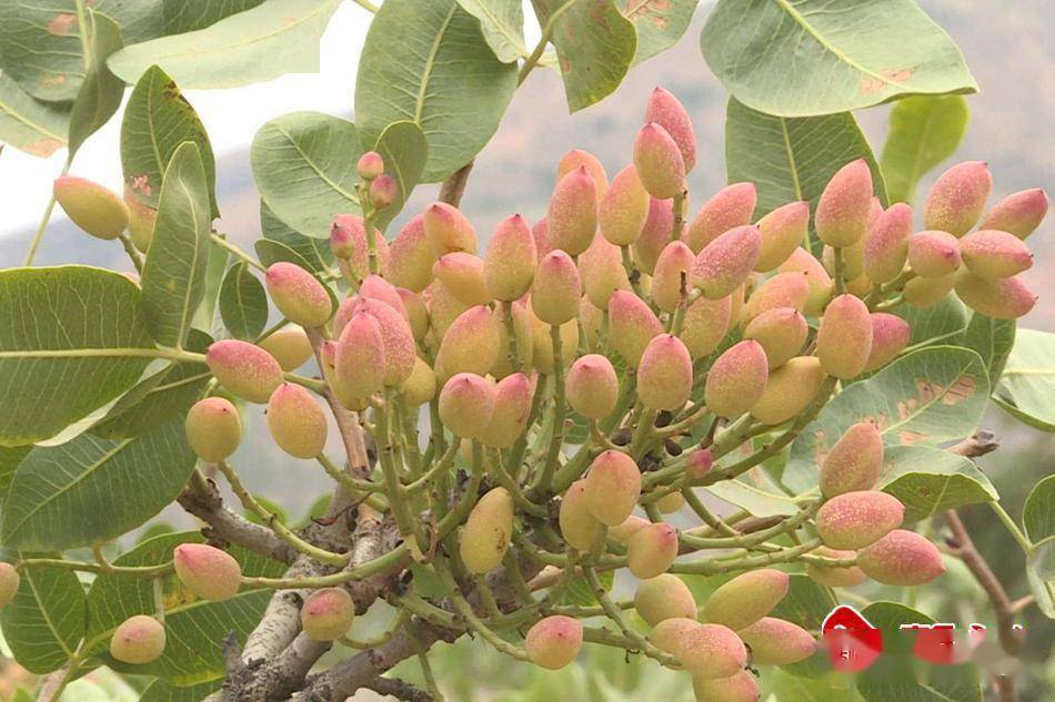 甘谷开心果丰收在望_种植_外皮_红色