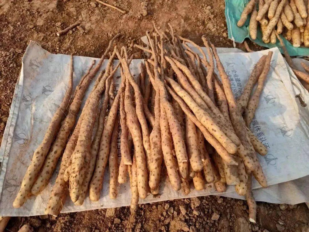 全家老小停不下嘴,美味又养生!_山药_脾胃_铁棍