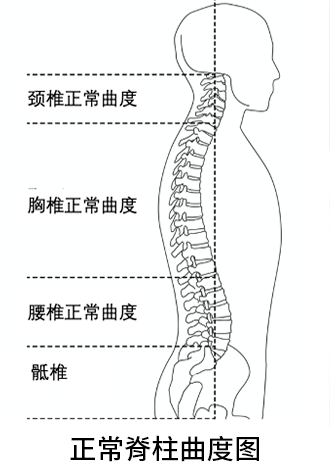 正常人腰椎图片示意图图片