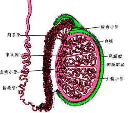 睾丸_曲细精_精子