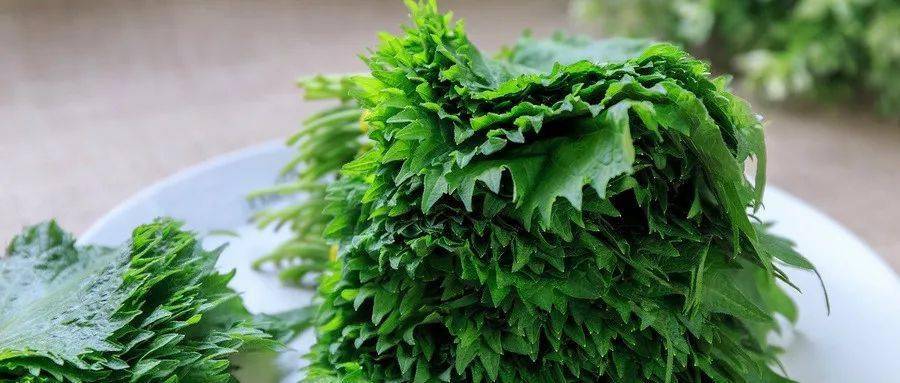 小小紫苏全身都是宝 别再浪费钱去买了 赶紧在阳台种起来 苏子 解毒 功效