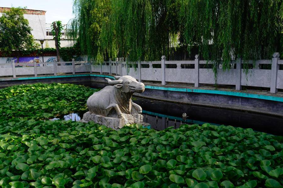 乡村焕新颜,任城区长沟镇水牛陈东村做活"美丽文章"_山东省_济宁市