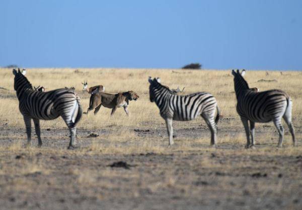 走进纳米比亚埃托沙国家公园