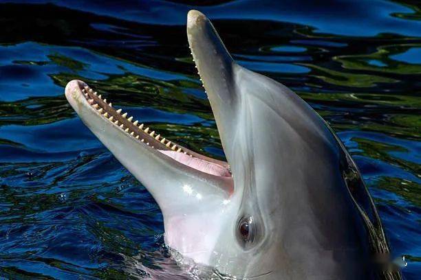 食谱中有至少70%是肉类,在这一点上,海豚和鳄鱼,虎鲸,鲨鱼,是一个等级