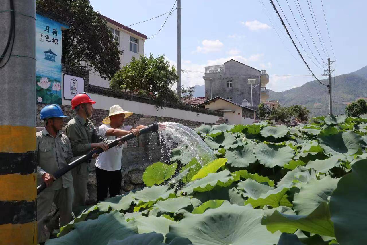 【抗旱保丰收】周湾村150亩粉藕浇水不愁了_台区_变压器_马桥