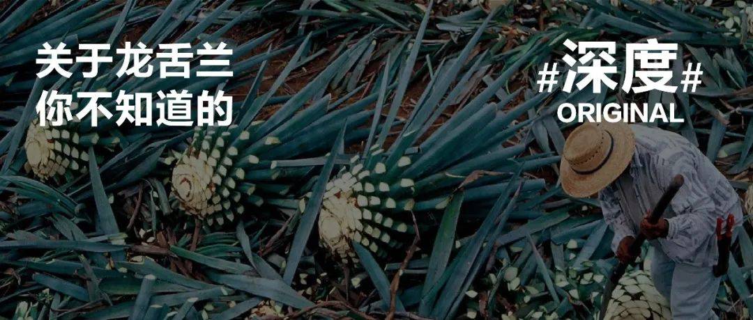 龙舌兰的前世今生:究竟是谁想到拿多肉来酿酒的?_pulque_其他_植物