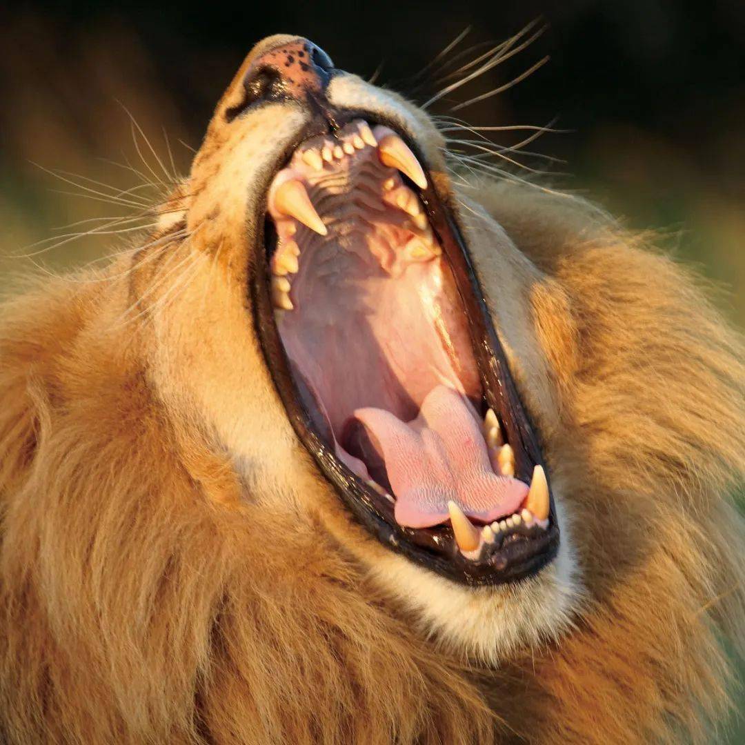 袋狮的牙齿图片