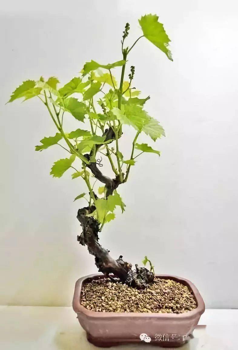 葡萄熟了_葡萄_彭东伦_果期