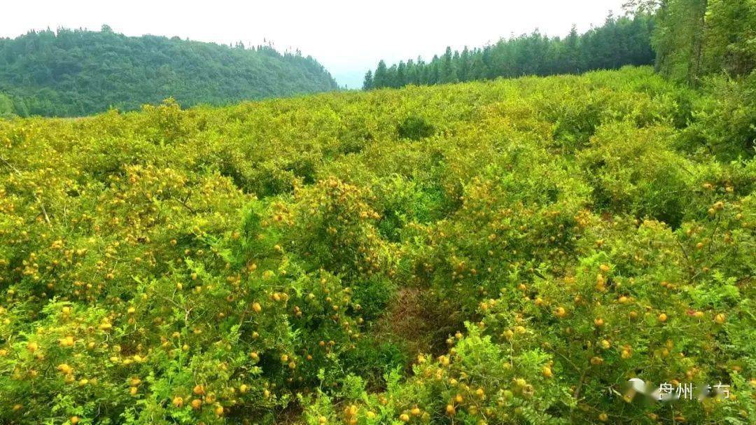 走进盘州市普田乡雁子村的刺梨产业基地,金黄的刺梨挂满枝头,空气中