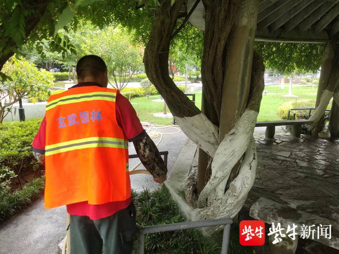 勤浇水、挂营养液、树围翻土扩建……南京古树名木这样过夏天