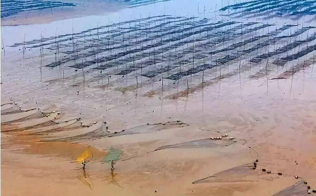 【霞浦紫菜季】10.09-10.